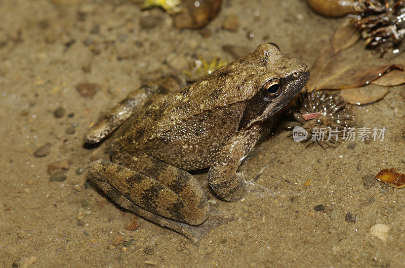 意大利河蛙(Rana italica)